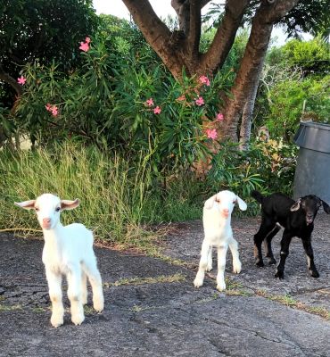 Lisa & Josef, Lake Erie, Canada.  Stayed at our Ocean Deck apartment